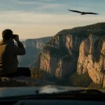 Vautours gorges du Verdon en vol, photo au belvédère sans déranger