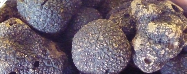 Tuber melanosporum, la truffe noire d’hiver au cœur du parcours de la Maison de la truffe.